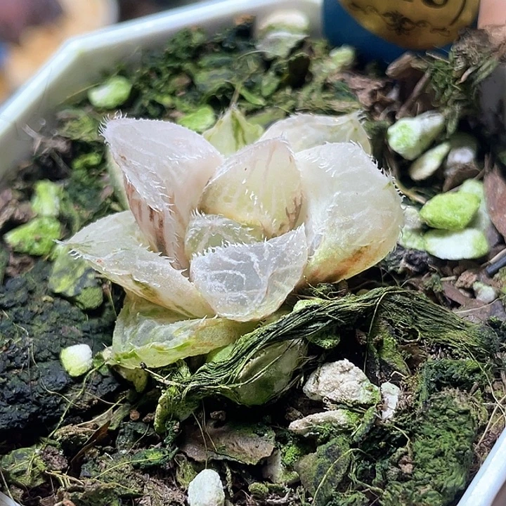 725毛玉露锦特选福利