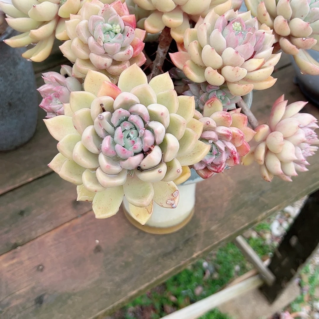 ?****?红璀璨多肉植物脱土