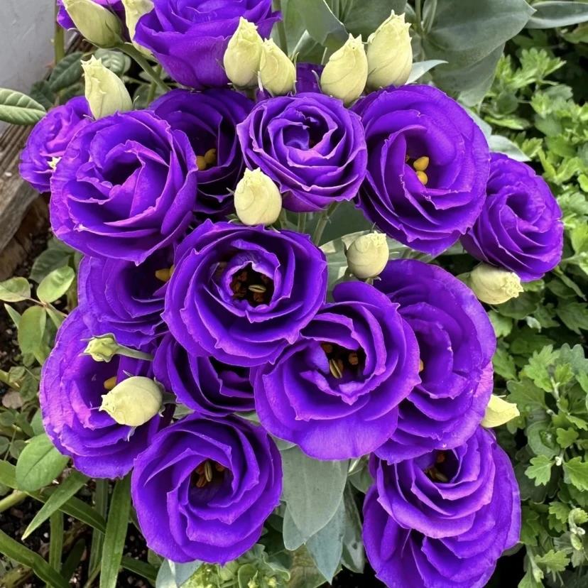 【洋桔梗】重瓣单瓣盆栽花期长多年生阳台耐热花卉绿植【带花苞发货】