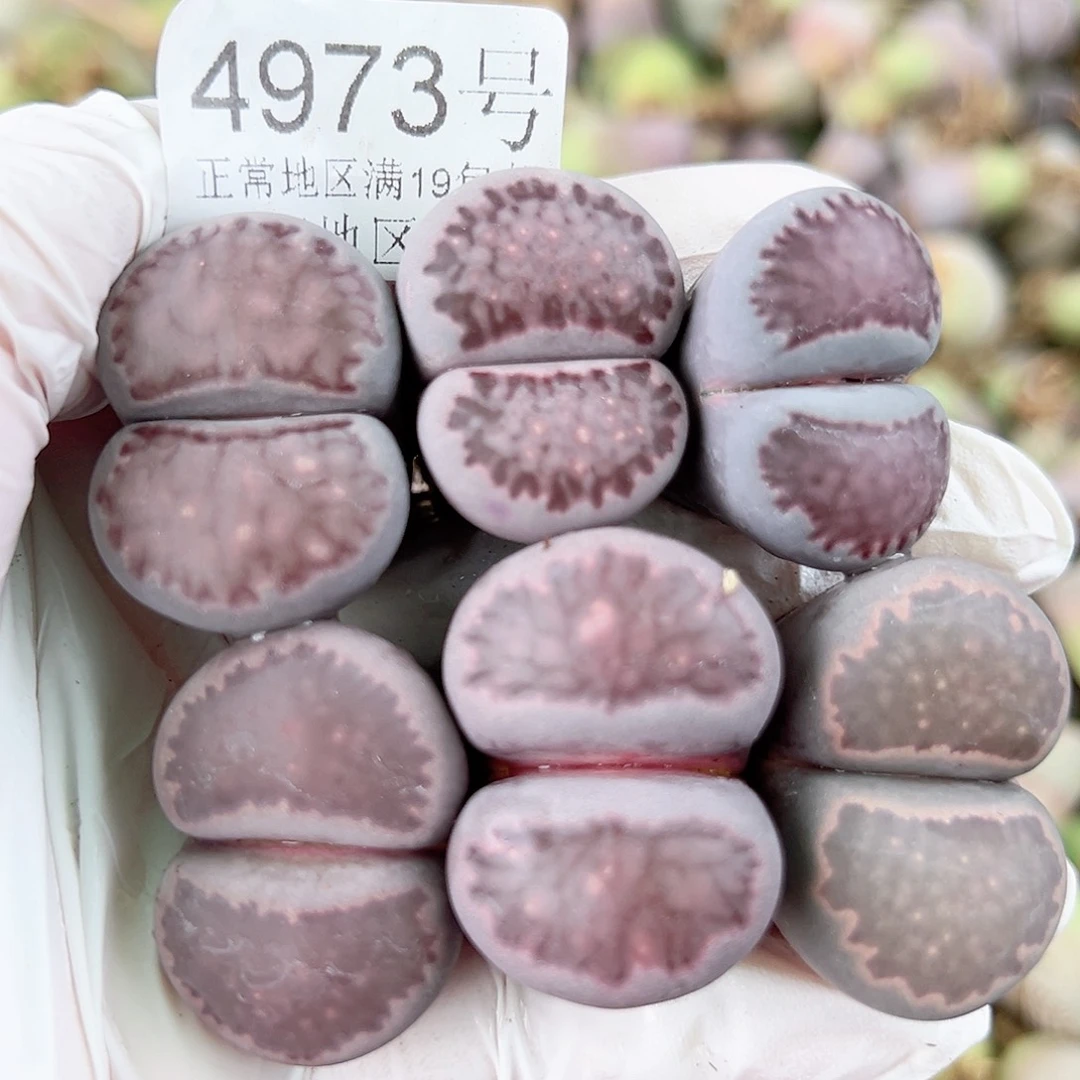 4973六年紫混超大6个2.5-3cm有颗紫菊，微徒特价