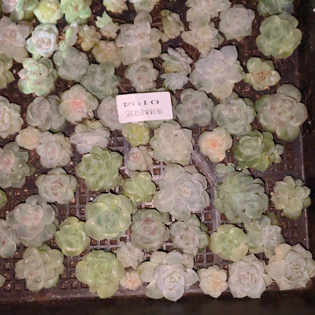 温***C多肉植物多肉植物194