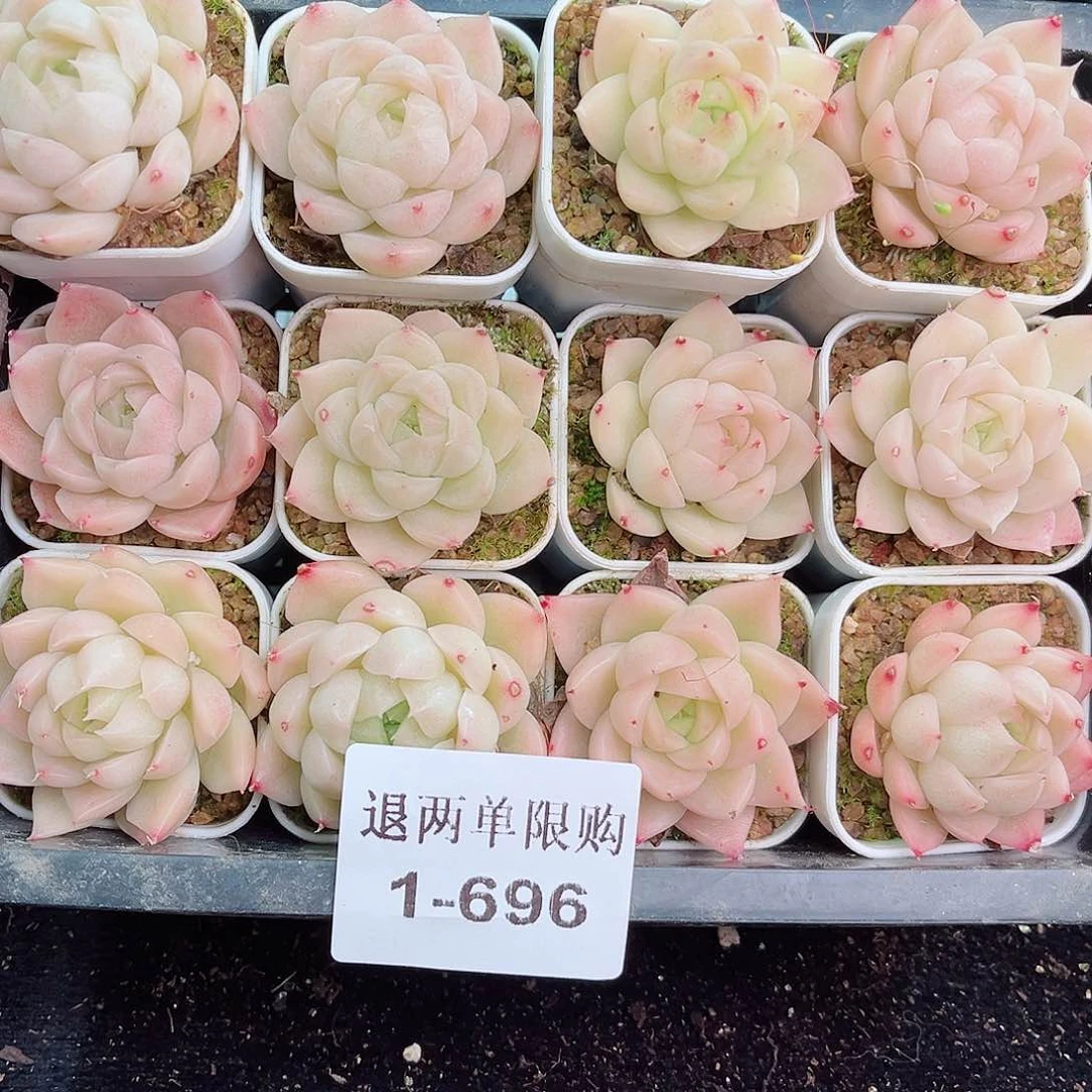 1-696 新疆西藏内蒙不发零度以下拍保温箱不拍不包损