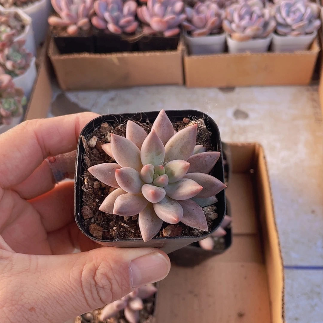 红蜻蜓约4-5厘米带盆土满3个包邮