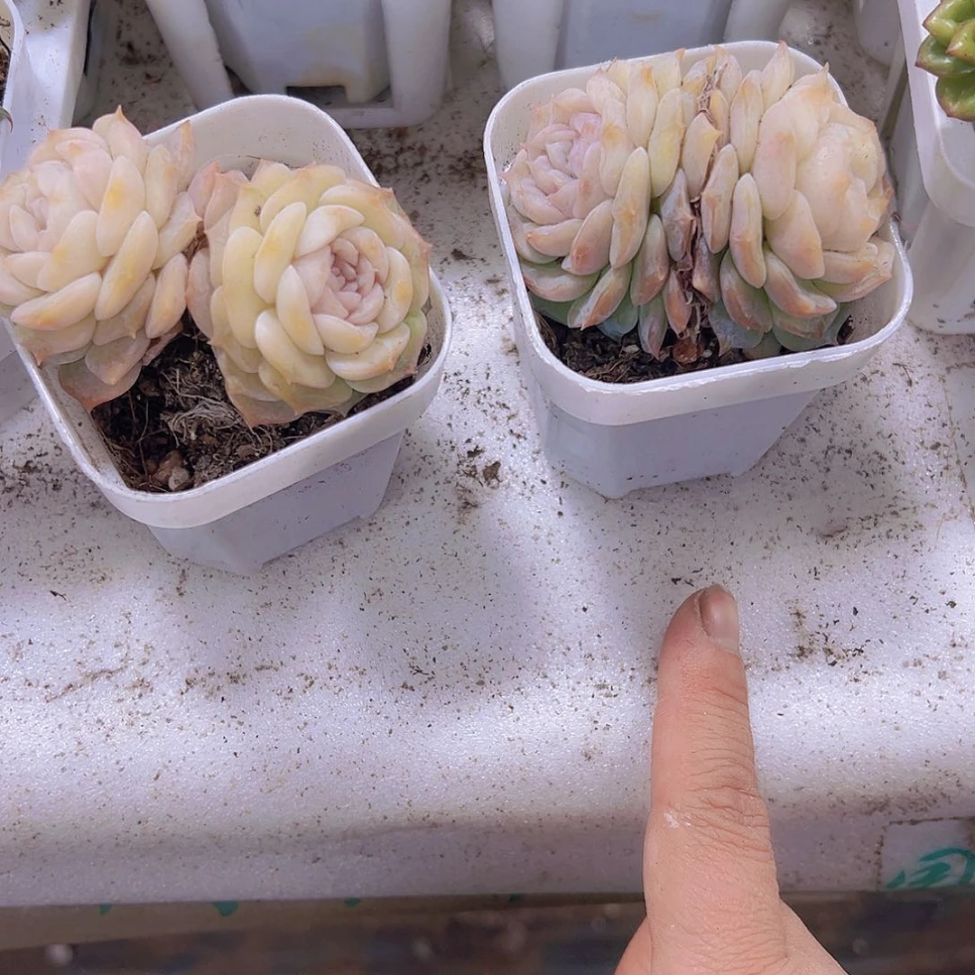 双头纯爱2个19包邮