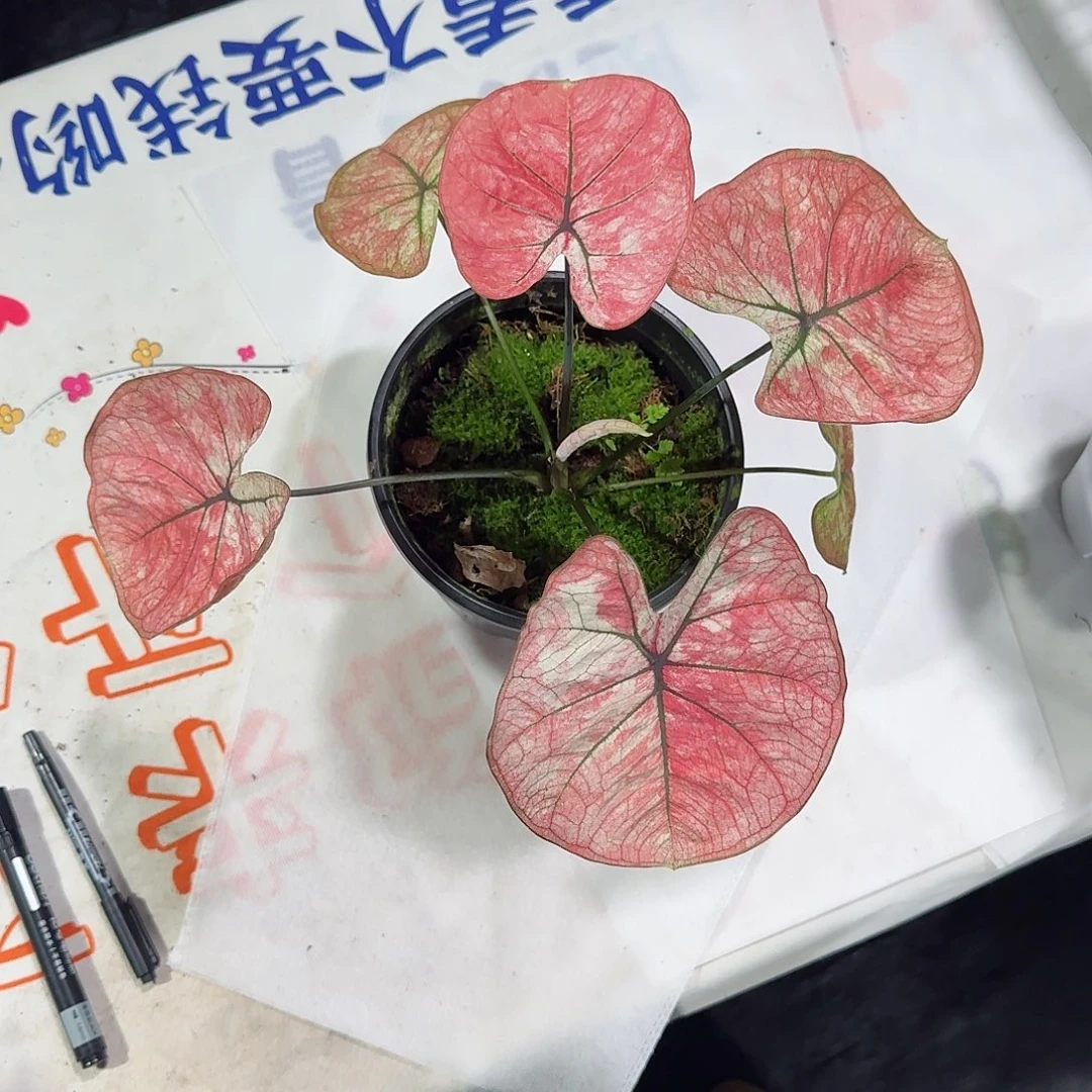 完全开放泰彩星期二