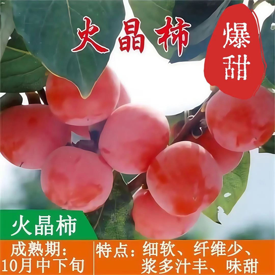 火晶柿子树无核冰糖大果耐寒耐旱盆栽地栽庭院观果绿植南北方种植
