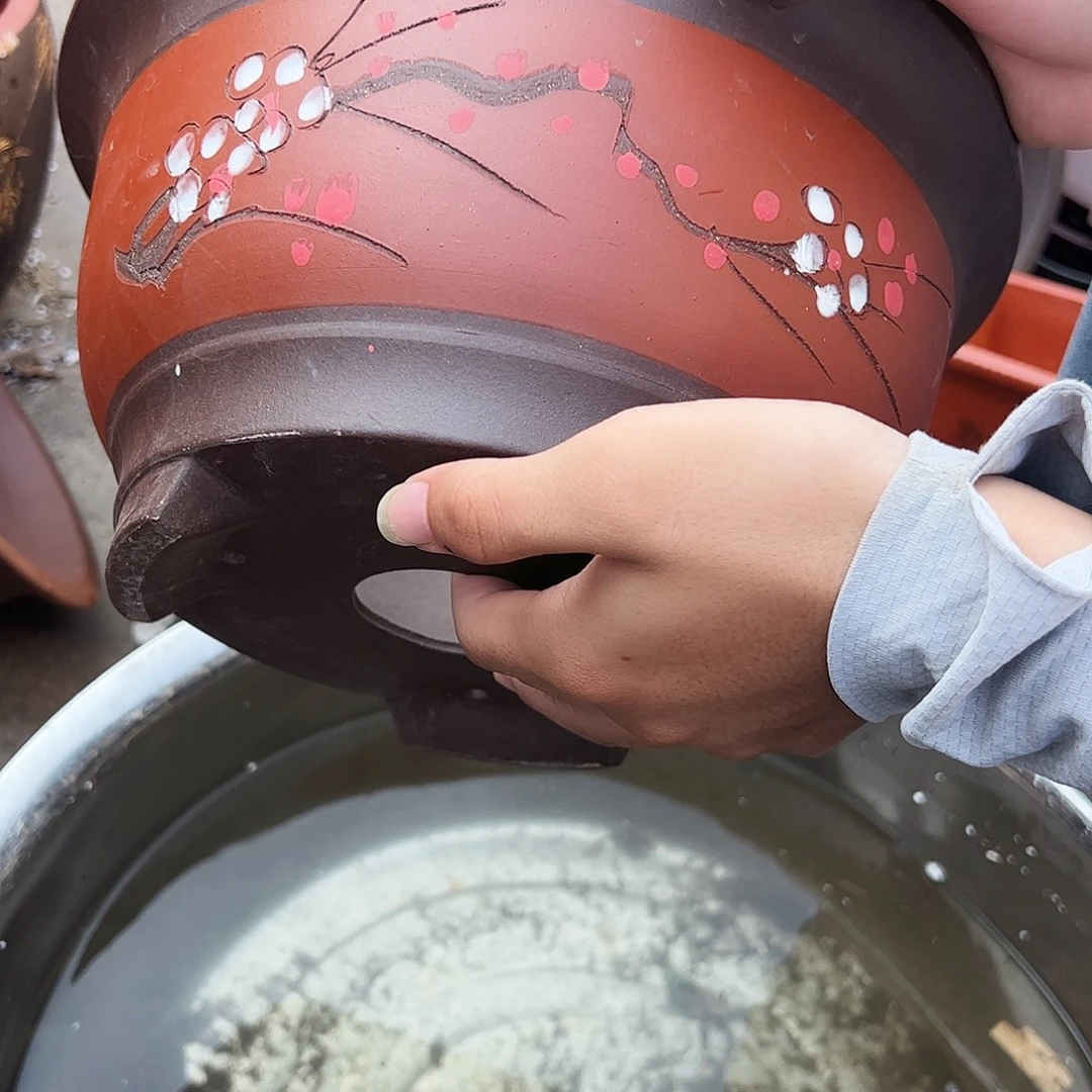 红富贵点彩大花盆花盆花盆