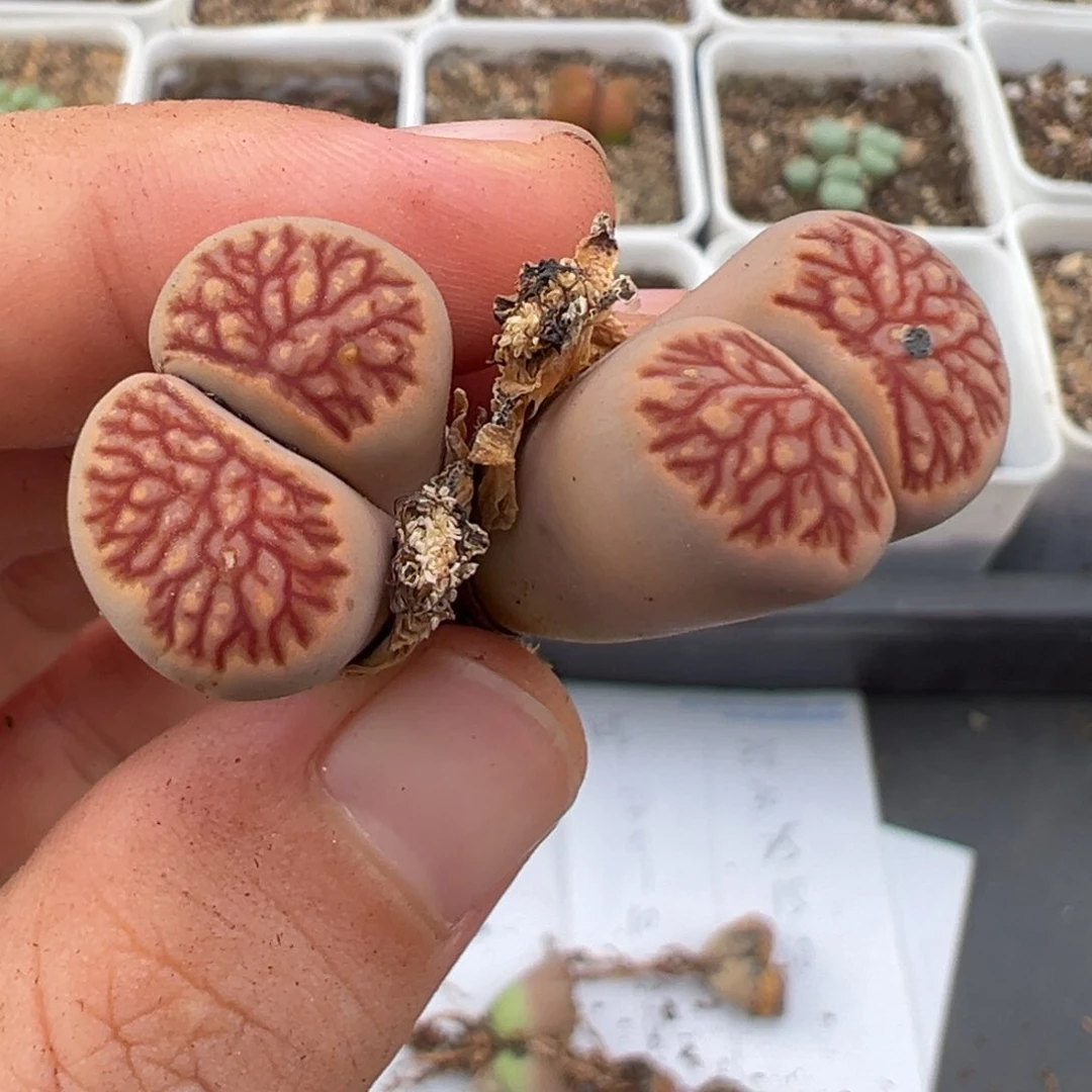 7.1好看的多肉脱土发货369