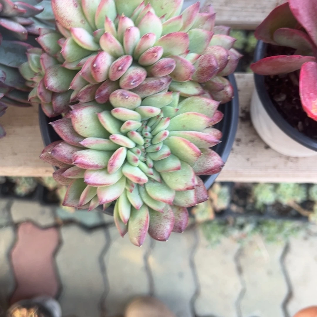 红拉糖缀化多肉植物精品