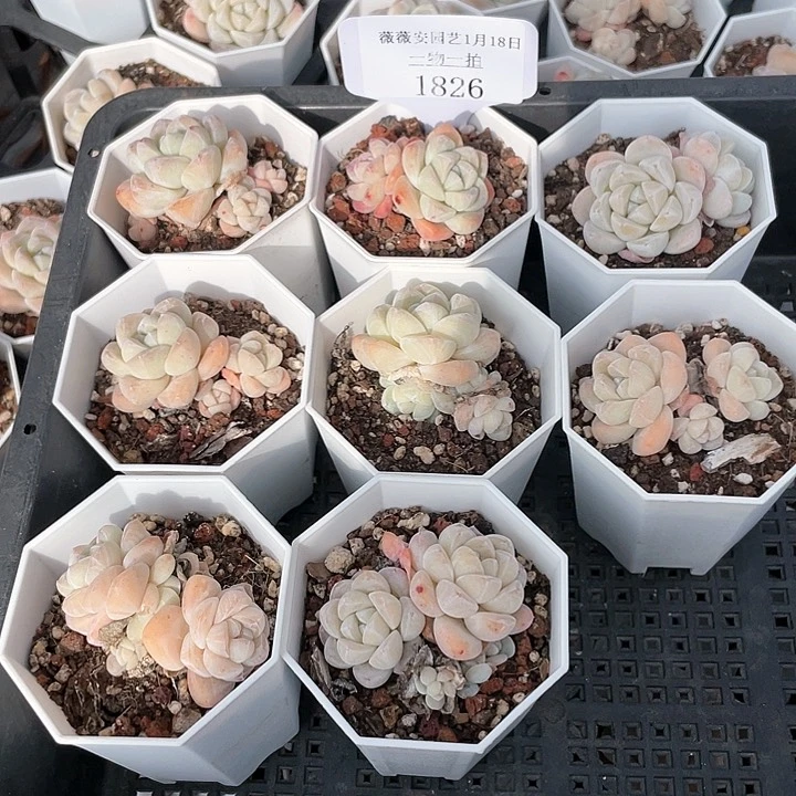 薇薇安园艺多肉1826