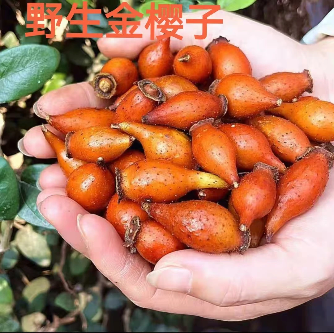 湖南怀化农家深山自采金樱子泡酒1斤包邮