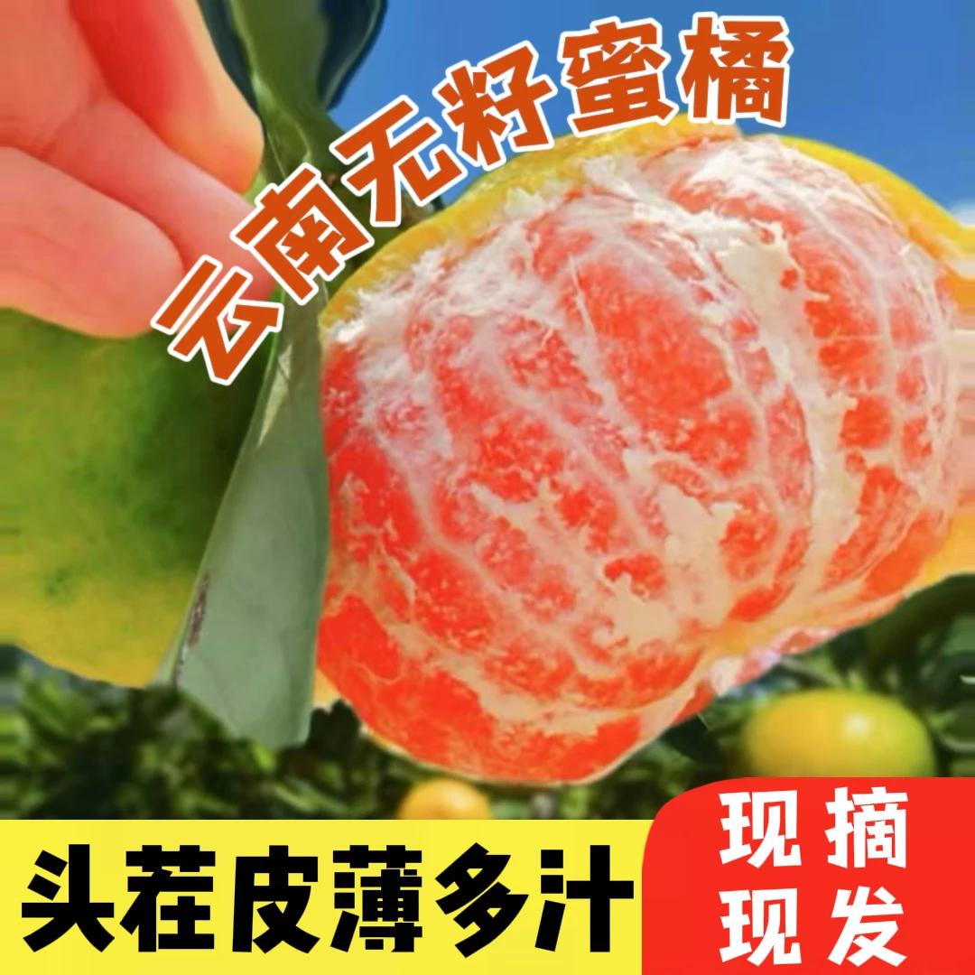 云南青皮无籽蜜橘新鲜应季水果酸甜多汁爽口孕吐孕妇现摘桔子丑橘