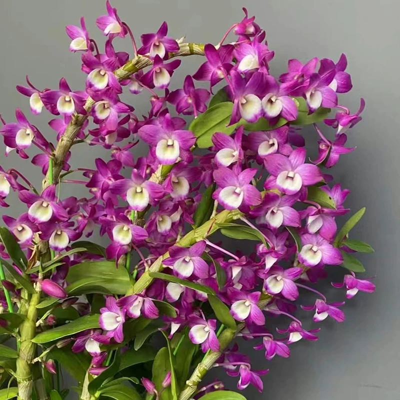 深红梦幻春石斛兰 盆景