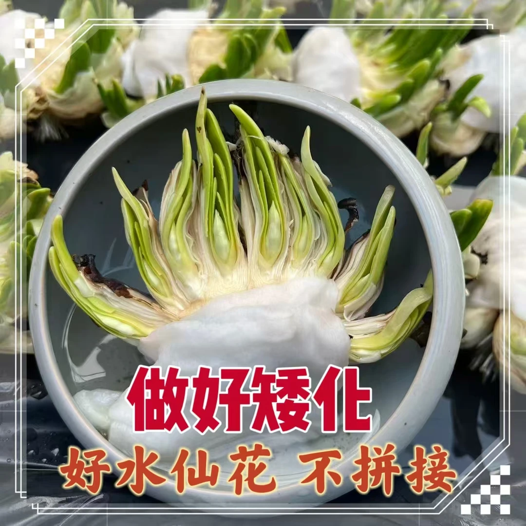 雕刻水仙花养护好矮化好单复瓣漳州水仙种球带花剑带根水培室内