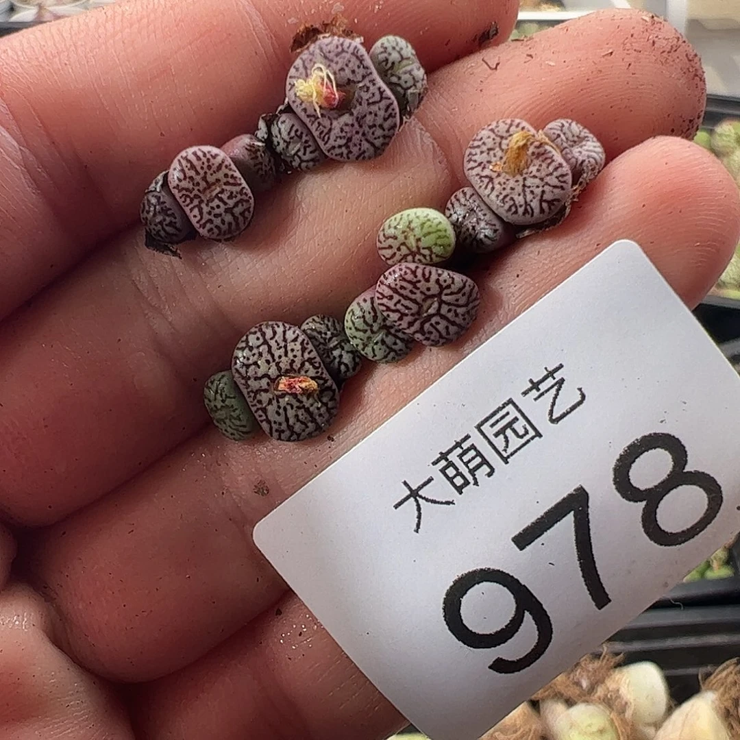 一物一拍。         978