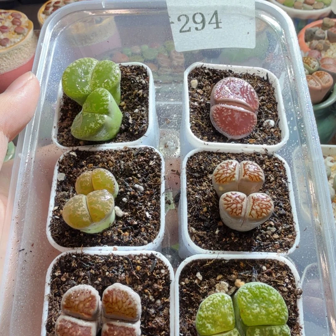 时***转多肉葡萄的味道真的很好340