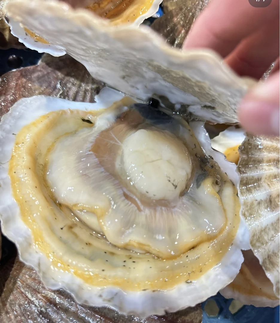 【渔岛二姐】岛里手扒鲜扇贝（全贝）去肚带边