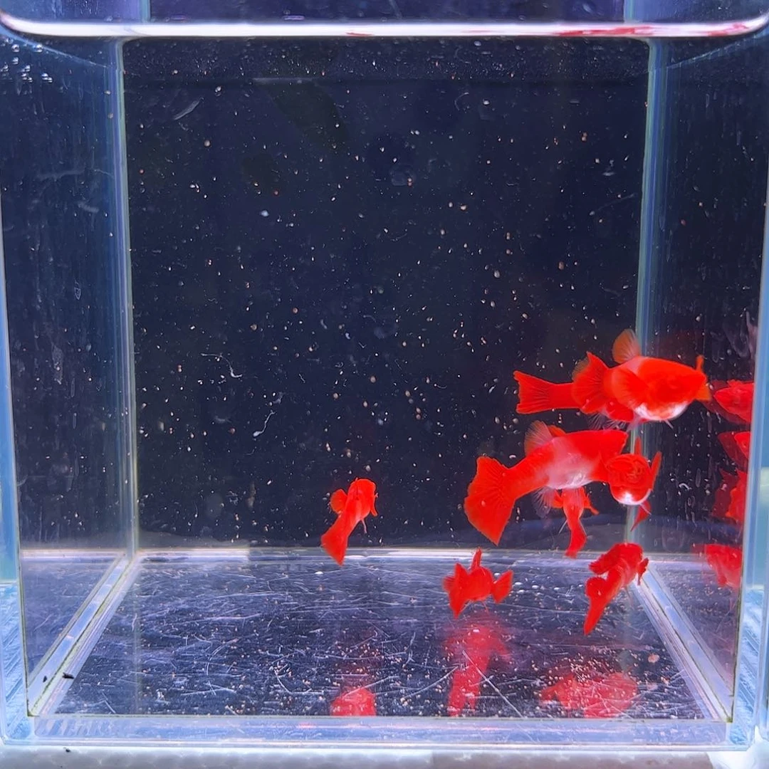 孔雀鱼双分水四队微瑕