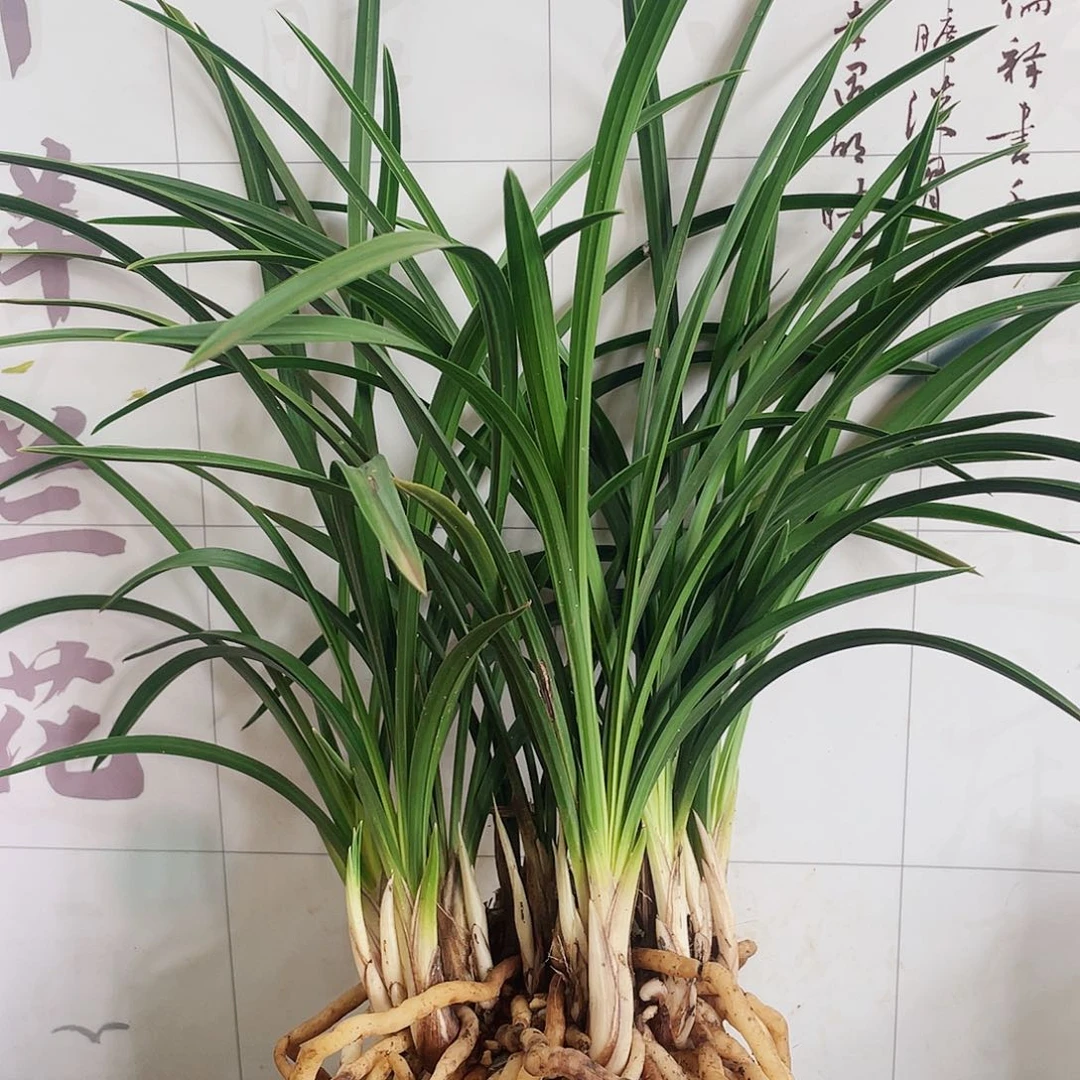 茅***龙完全开放兰花兰花