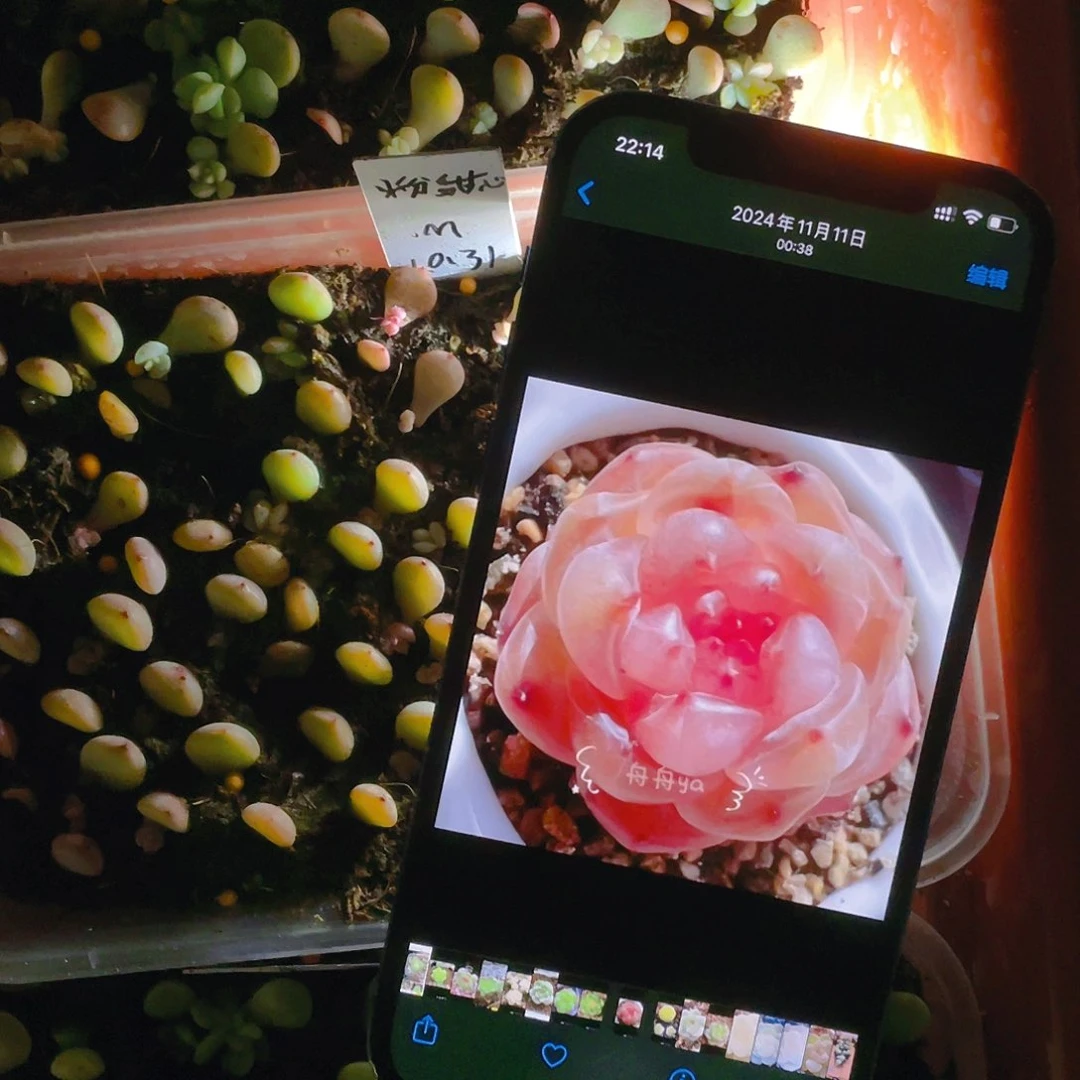 粉甜心甜心芝麻苗一个满25包邮