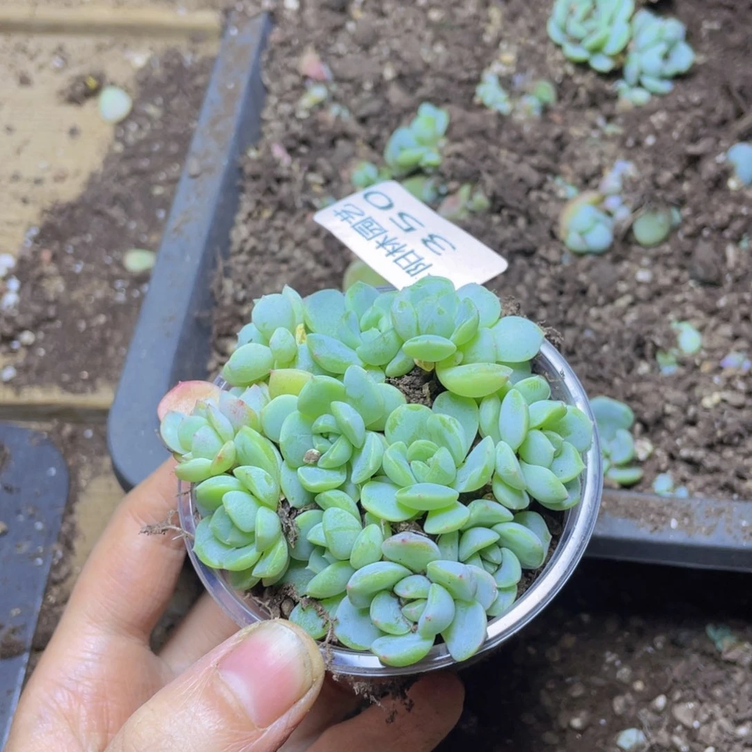 多肉植物多肉植物350