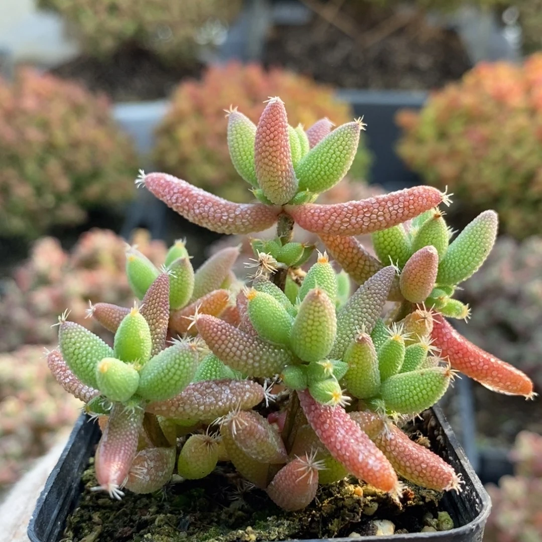 实生玉米5712枝干番杏