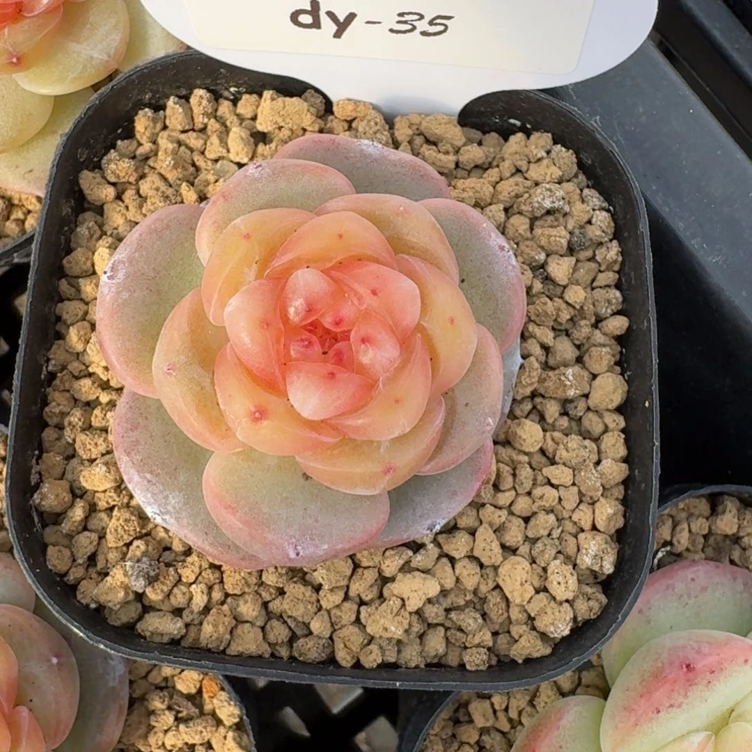 0129-035-大胖橘单头