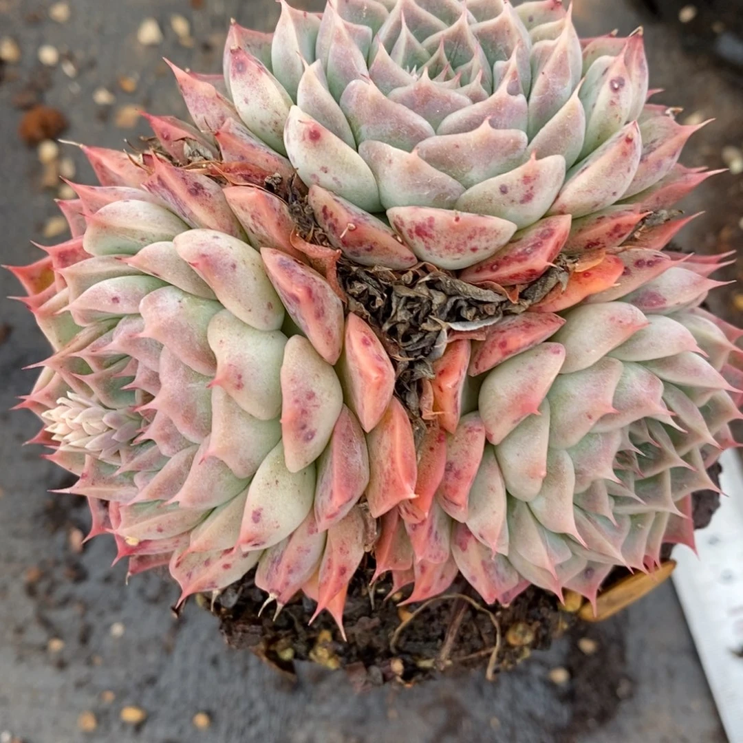 7233杂交多肉老桩