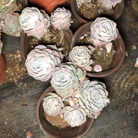 蓝色惊喜多肉植物