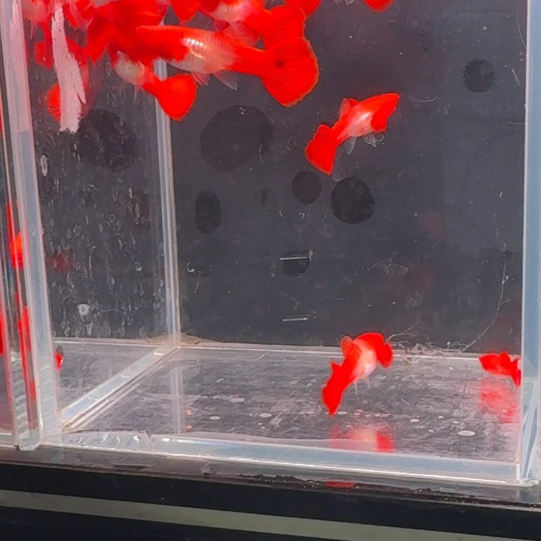 孔雀鱼小号2公交8母