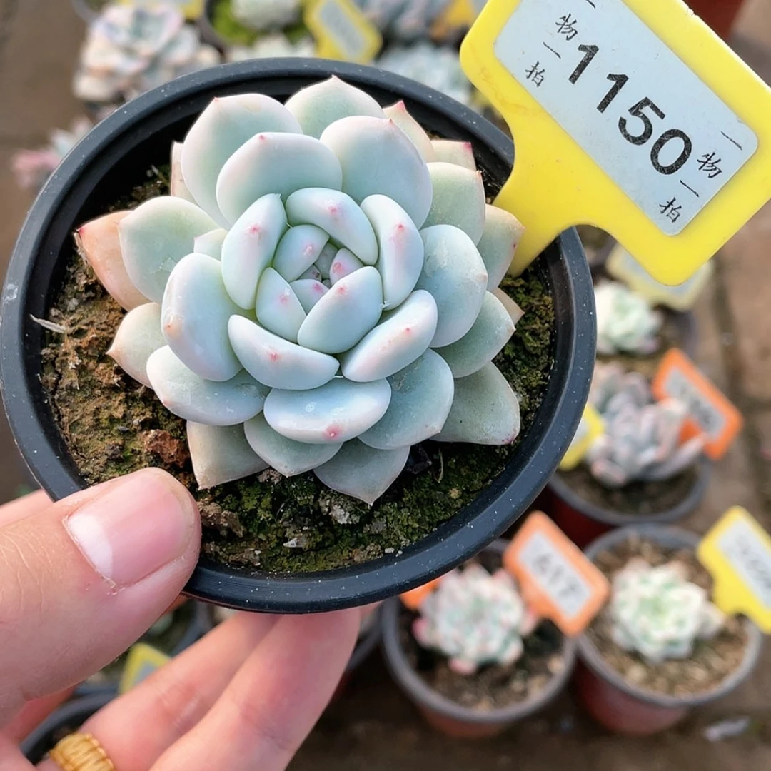 【闪购商品】1150号