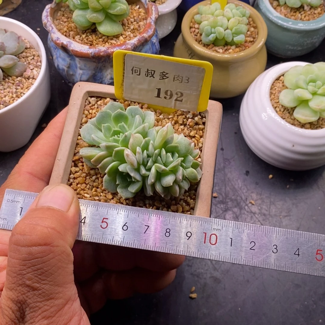 3192白恋小树7头朵缀