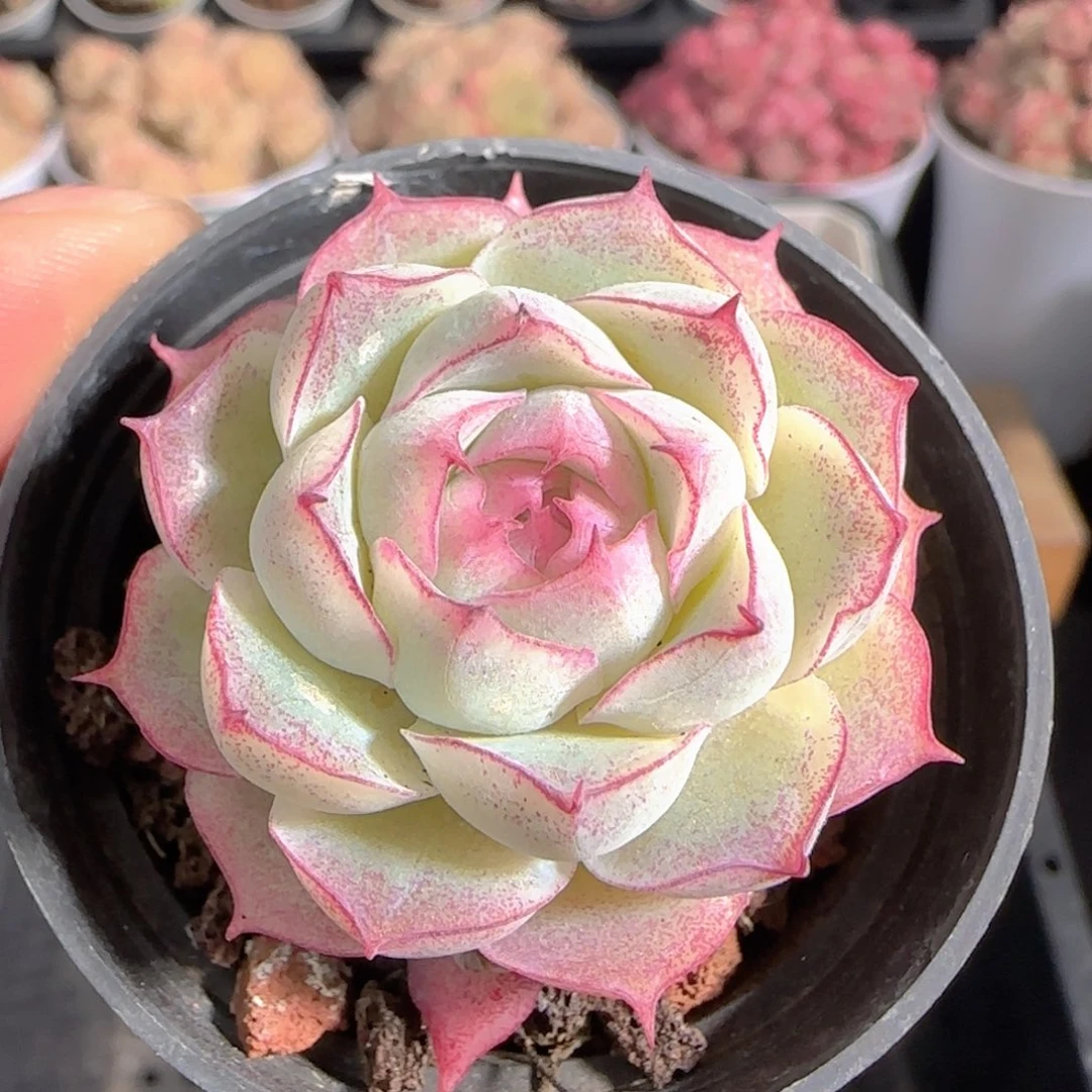 ****圈多肉1228-152女王玫瑰