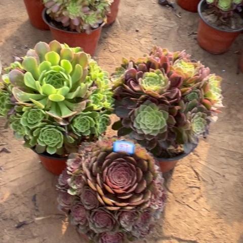 059多肉植物组合