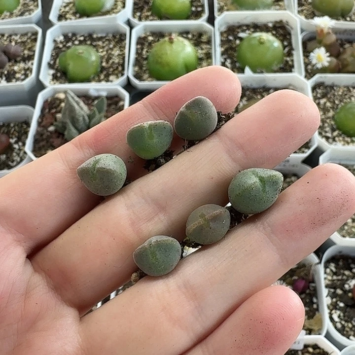 ⁰***⁰老马生石花空蝉543