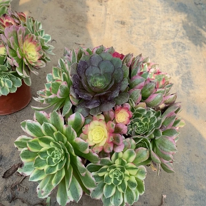 海鲜多肉植物115。