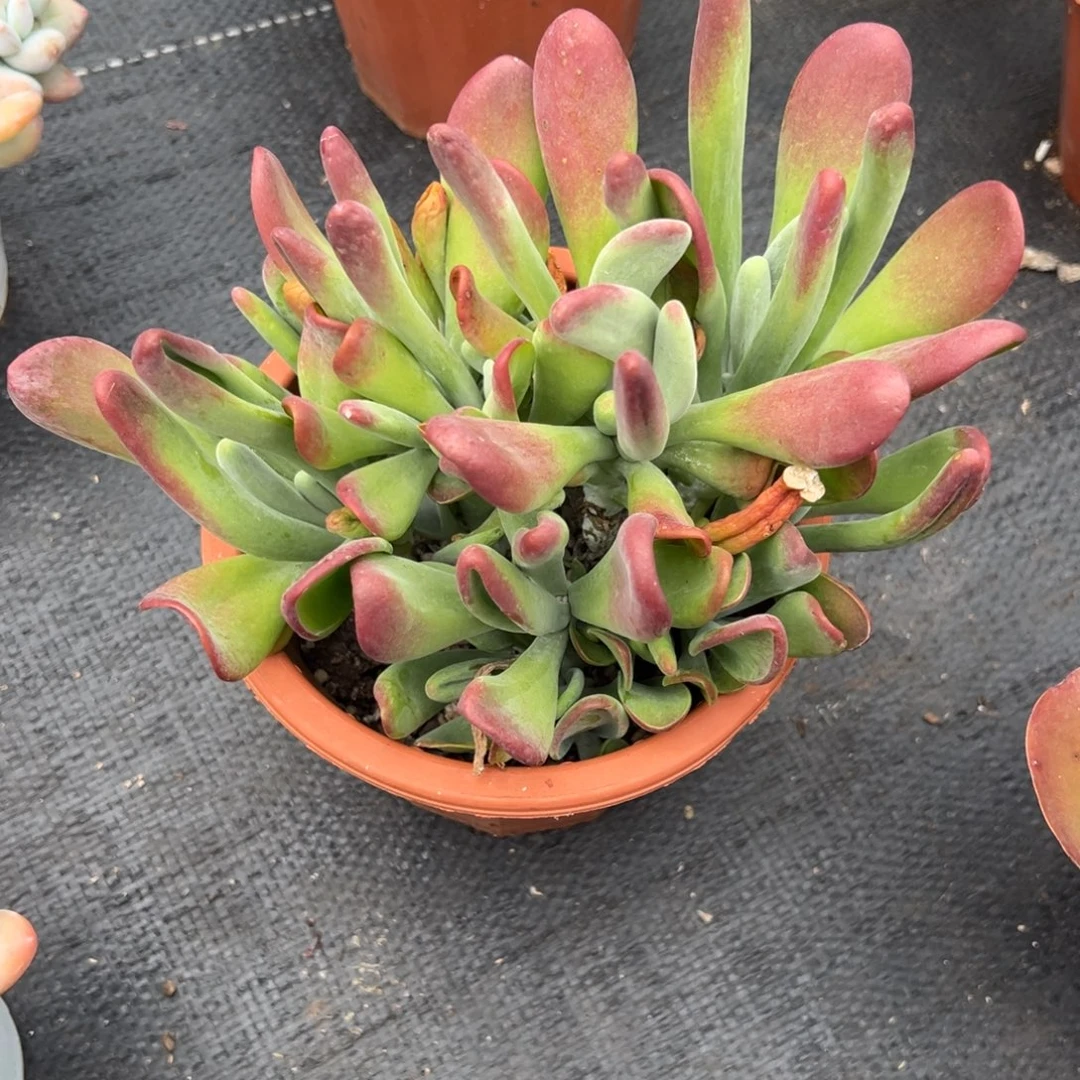 多肉植物多头火狐狸