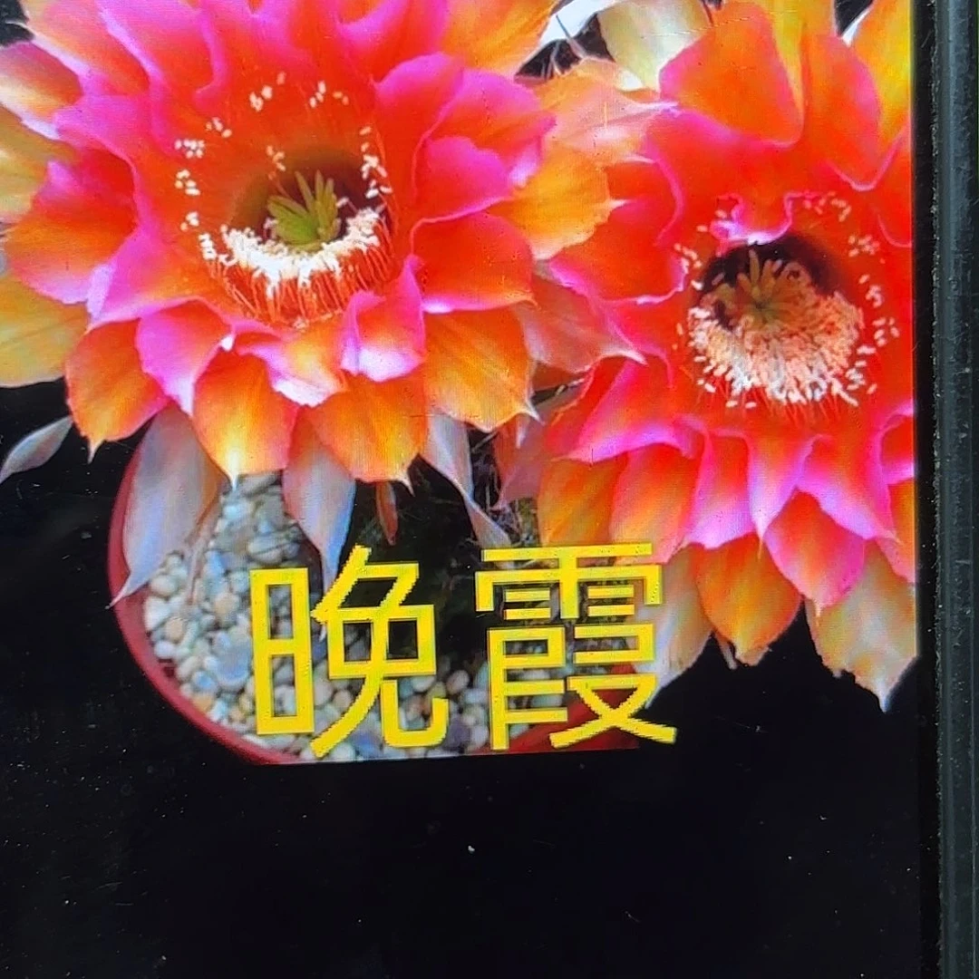 晚霞彩侧牙20包邮仙人球51