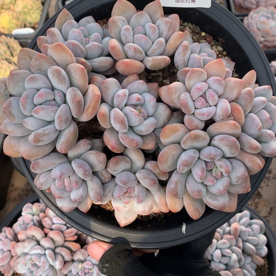 20厘米11头香水多肉3209