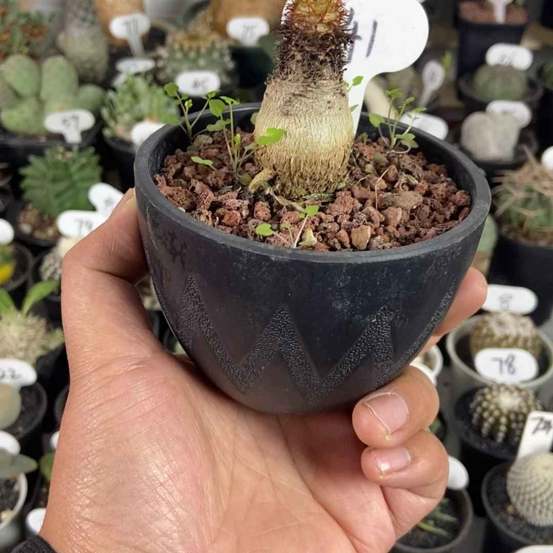 象鼻大吉一物一拍