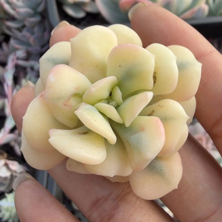 腹轮锦主头 雪精灵锦