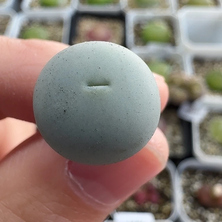 老马生石花433v嘴1264