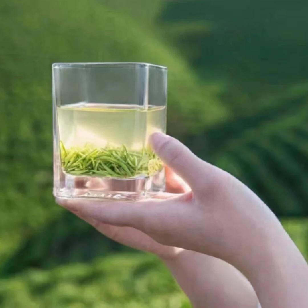 信阳毛尖茶山直采小芽叶茶叶绿茶手工正宗毛尖茶浓香耐泡