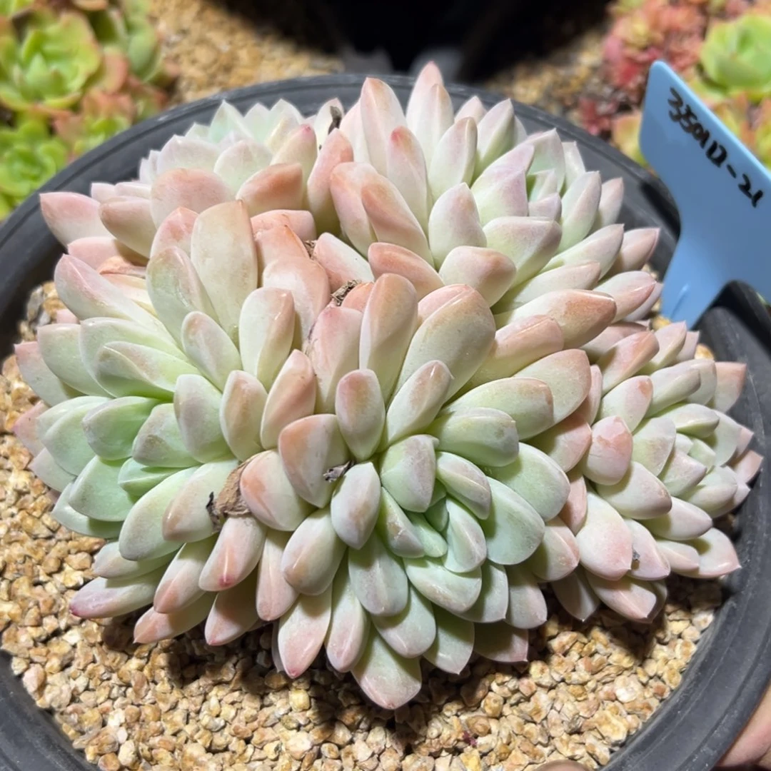 慧*❤350112-21奶油美人