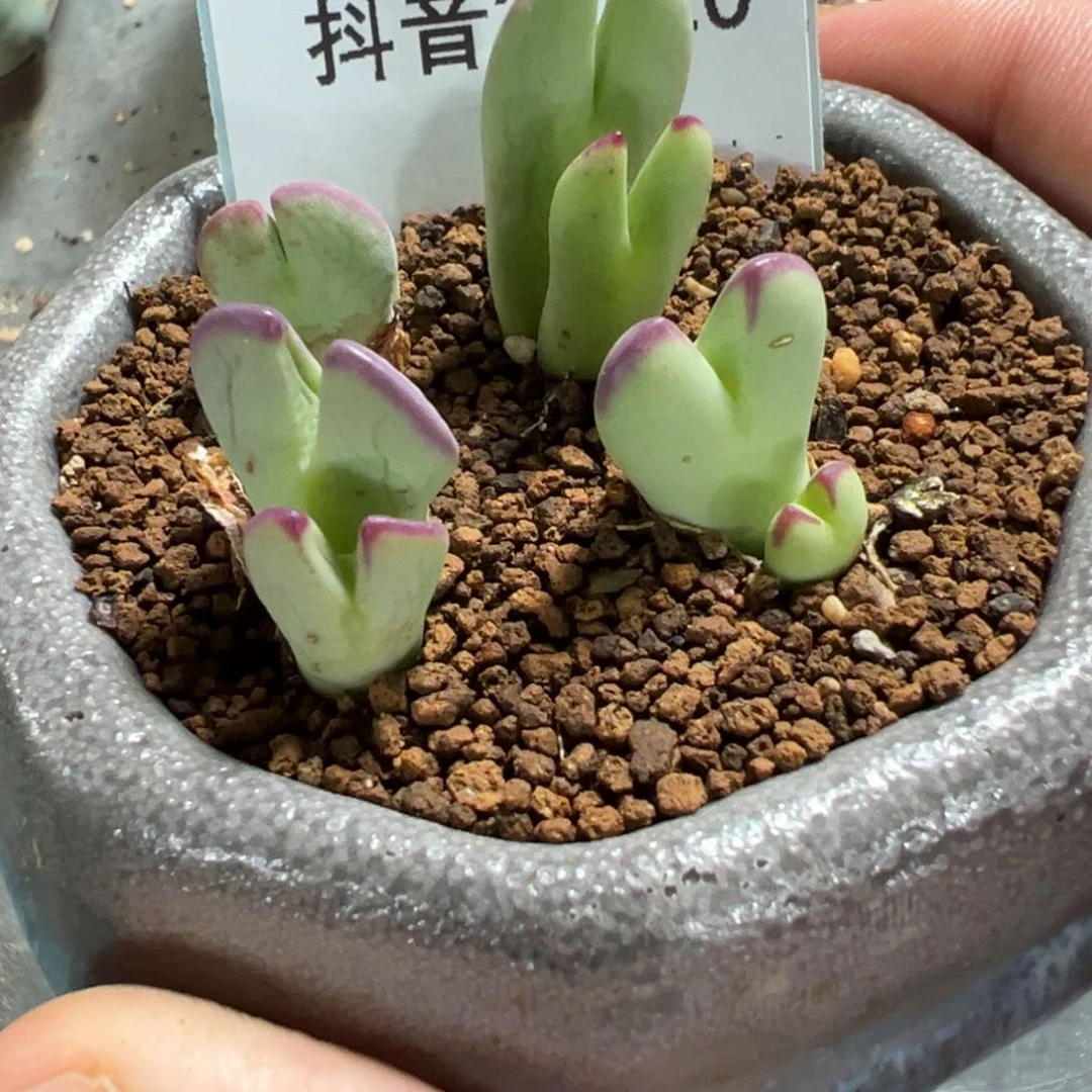 26-10量拍双头白花大枪一颗