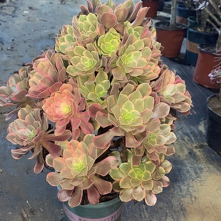 金丝玫瑰多肉植物029