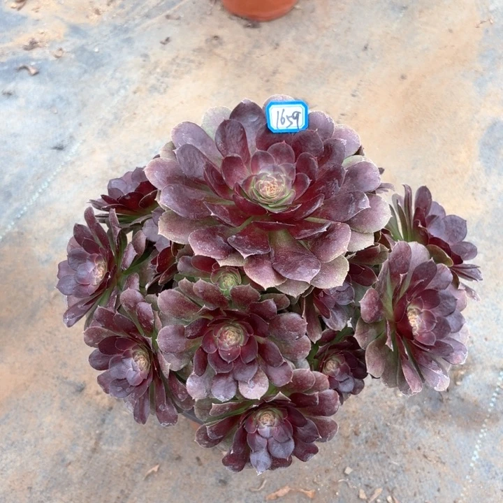 黑魔万1659法师多肉