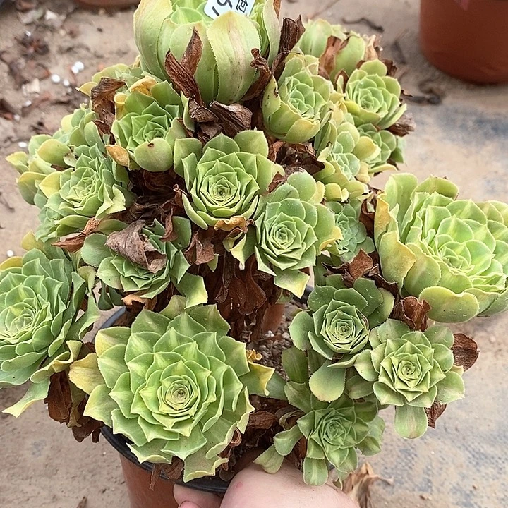 967琉璃多肉植物福利