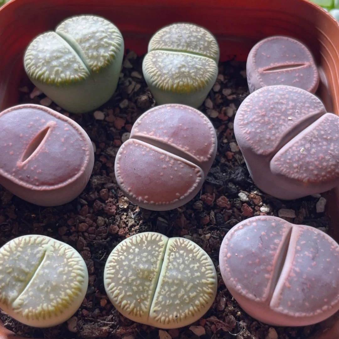 大盆特价一物一拍～20