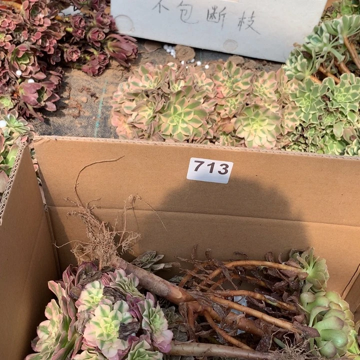 713三颗法师多肉